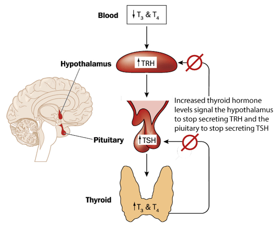 Hypothalamo-pituitary-thyroid axis