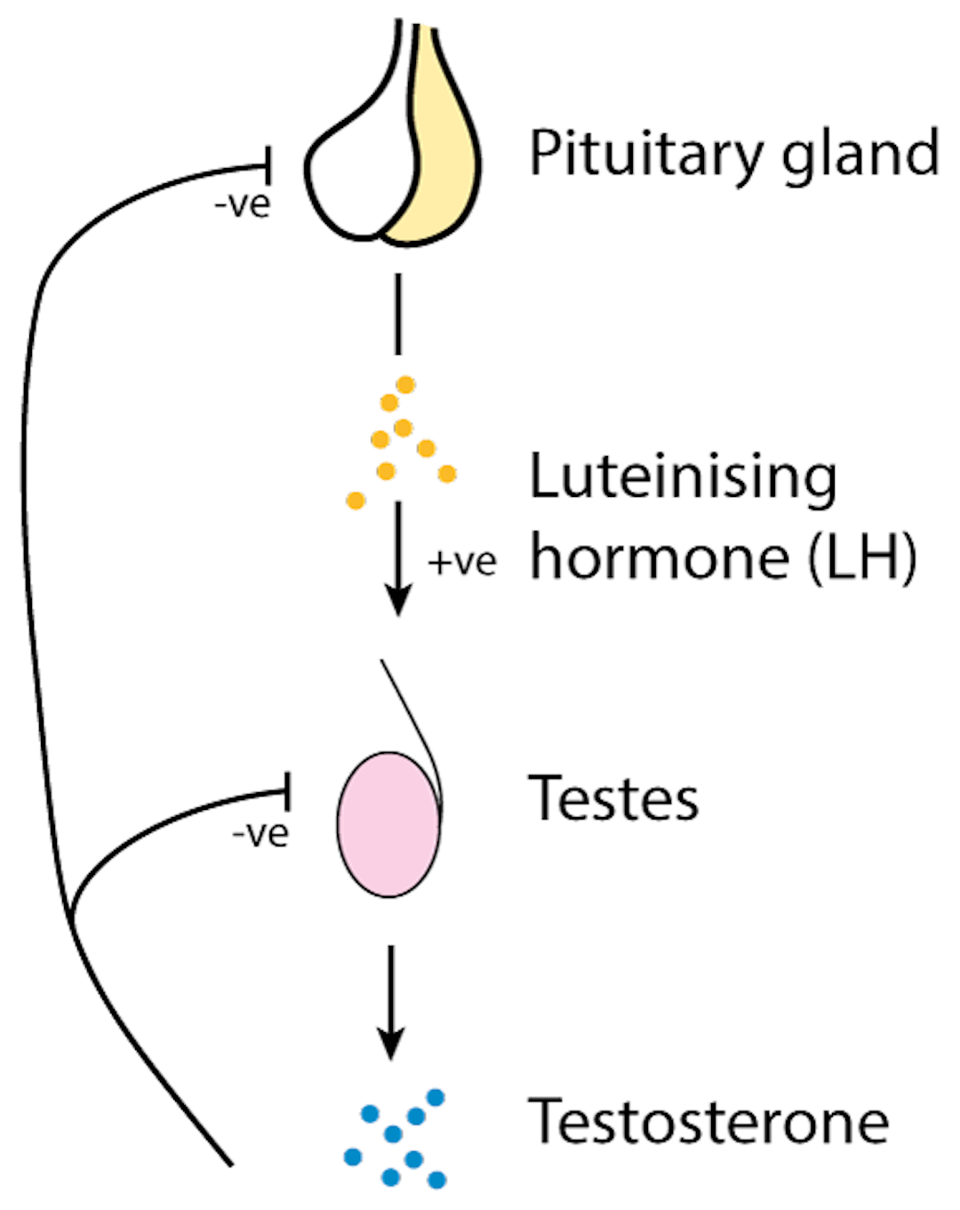 Production of testosterone in men