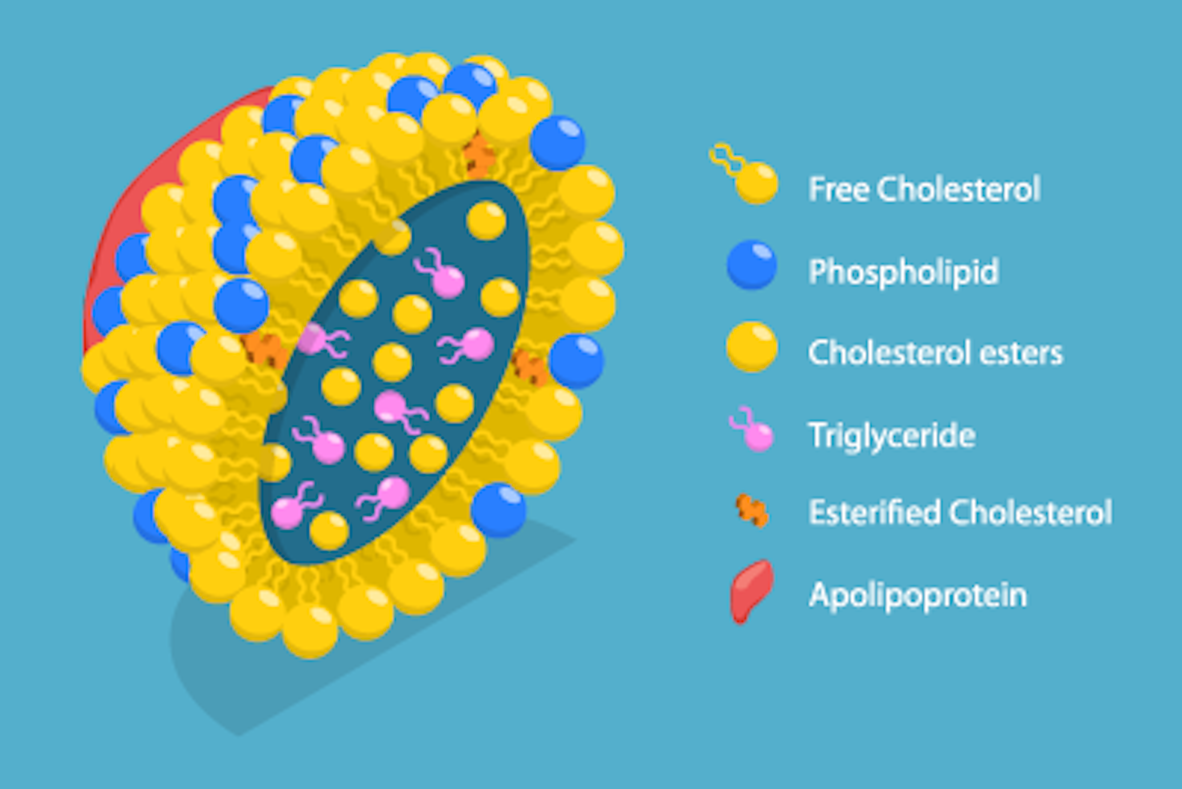 What is lipoprotein (a) - Lp(a) or “Lp little a” - and why do you need an Lp(a) blood test?