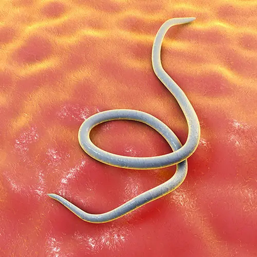 Threadworm helminth