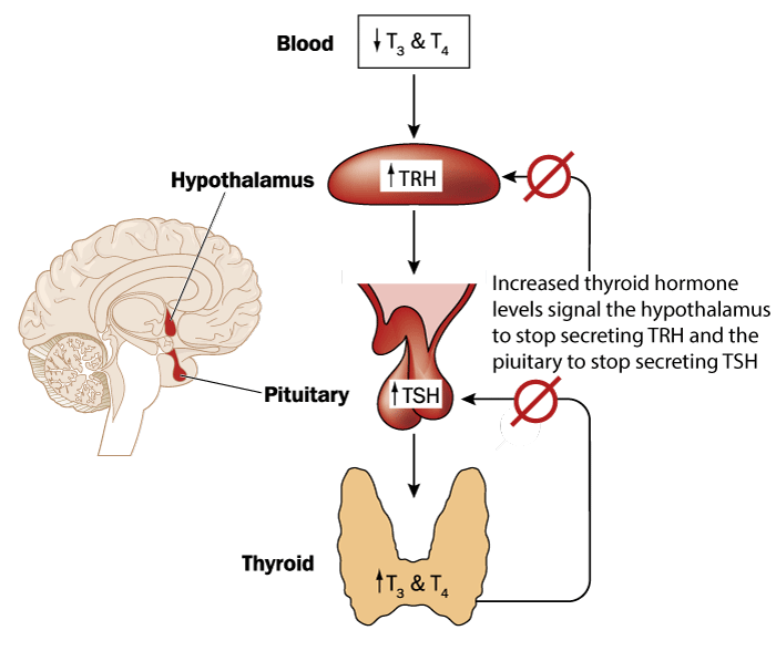 Hypothalamo-pituitary-thyroid axis
