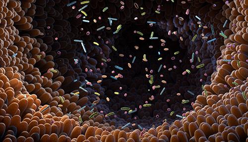 Gut microbiome