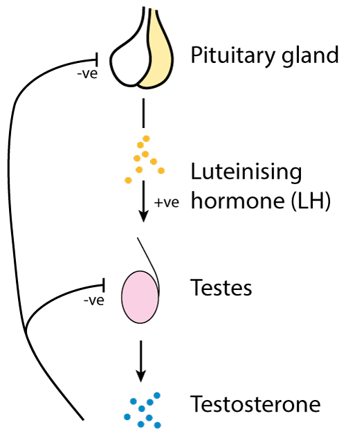 Production of testosterone in men