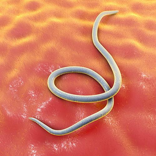 Threadworm helminth